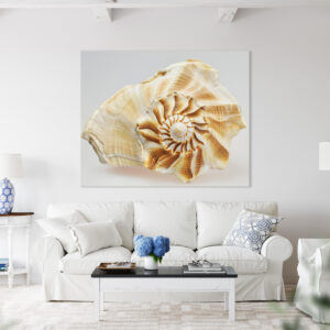 Golden Spiral Whelk Shell Photography Print
