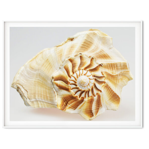 Golden Spiral Whelk Shell Photography Print