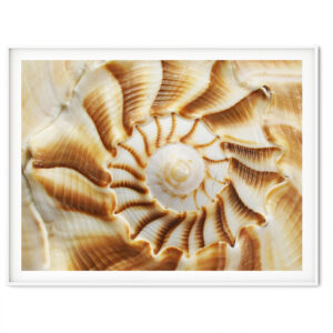 Golden Spiral Whelk Shell Photography Print