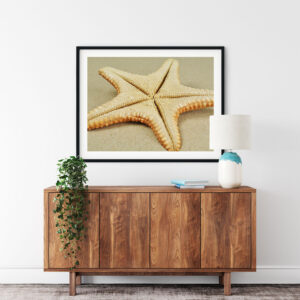 Jungle Starfish on Golden Sand