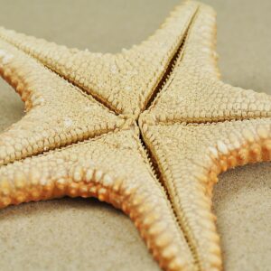 Jungle Starfish on Golden Sand