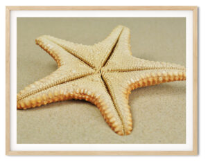 Jungle Starfish on Golden Sand