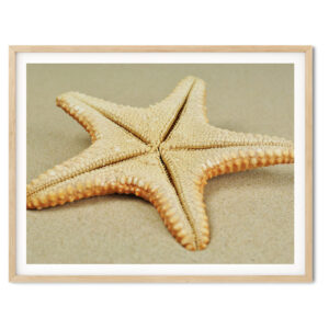 Jungle Starfish on Golden Sand