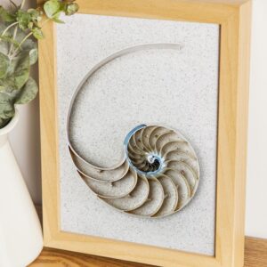 Minimalist Nautilus Centrepiece Shell Photo Print