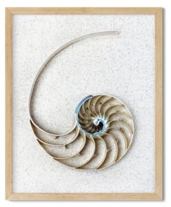 Minimalist Nautilus Centrepiece Shell Photo Print