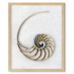 Minimalist Nautilus Centrepiece Shell Photo Print