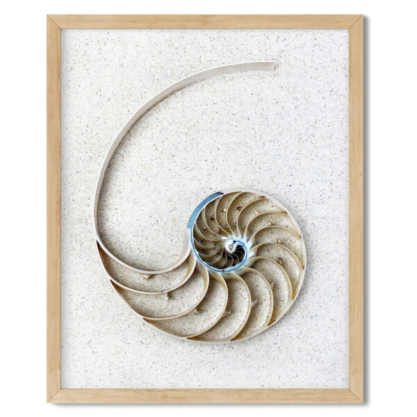 Minimalist Nautilus Centrepiece Shell Photo Print