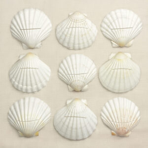 Pecten maximus shells arranged as place card holders