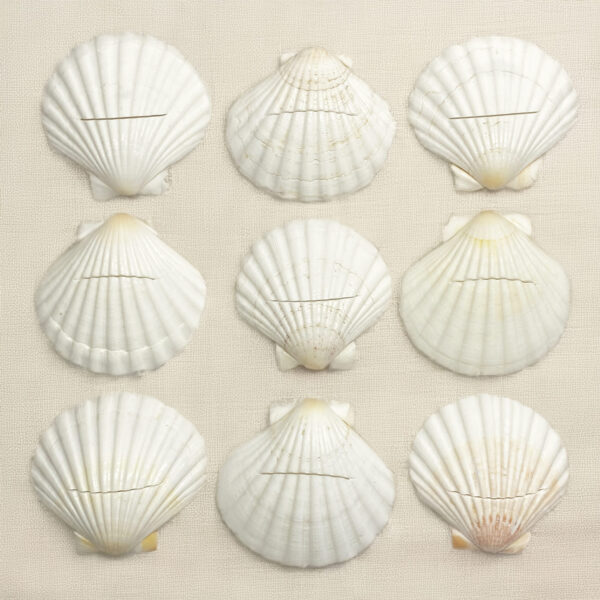 Pecten maximus shells arranged as place card holders