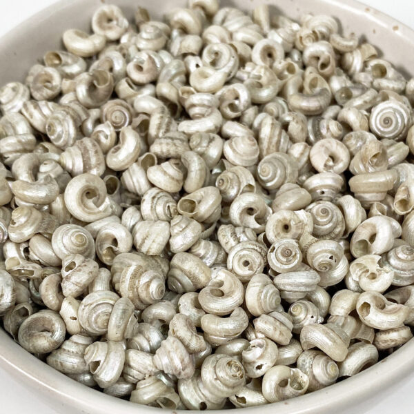Turbo Tiny Pearl shells bulk