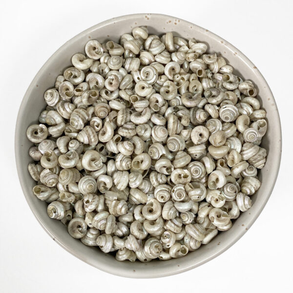 Turbo Tiny Pearl shells bulk