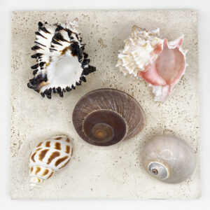 Hermit Crab Shells XL size