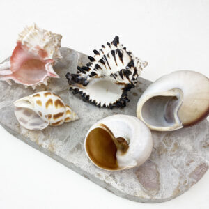 Hermit Crab Shells XL size