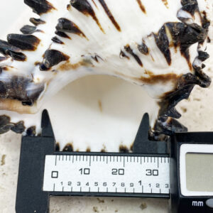 Hermit Crab Shells XL size