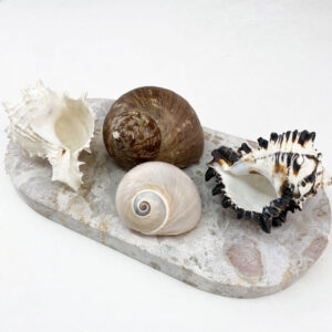 Hermit Crab Shells XXL size