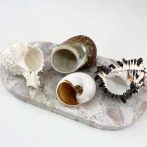 Hermit Crab Shells XXL size