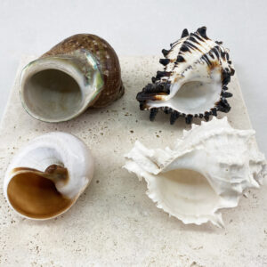 Hermit Crab Shells XXL size
