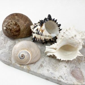 Hermit Crab Shells XXL size