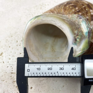 Hermit Crab Shells XXL size