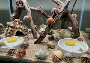 Hermit crabs in a tank