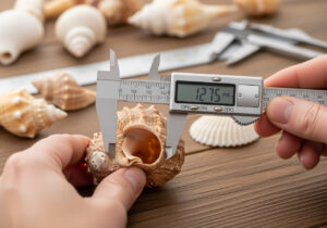 Selecting hermit crab shell sizes