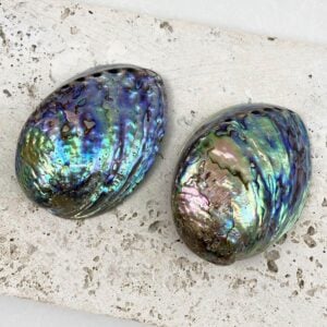 Polished Paua Abalone shells