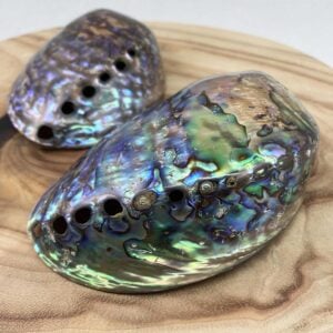 Polished Paua Abalone shells
