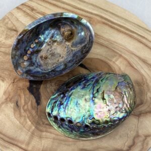 Polished Paua Abalone shells