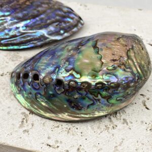 Polished Paua Abalone shells