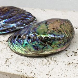 Polished Paua Abalone shells