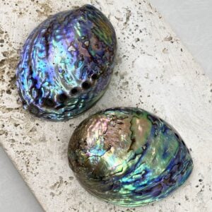 Polished Paua Abalone shells