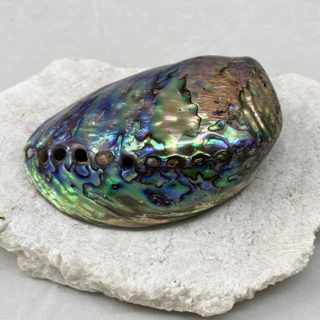 Paua Abalone Shell - Unique Mother of Pearl | Simply Shells