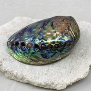 Polished Paua Abalone shells