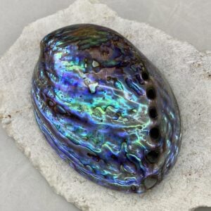 Polished Paua Abalone shells