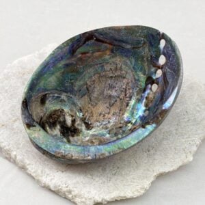 Polished Paua Abalone shells