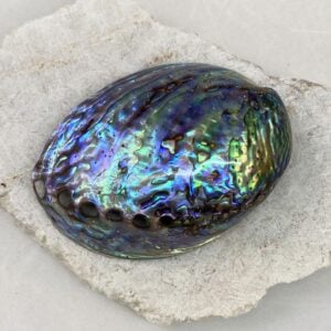 Polished Paua Abalone shells