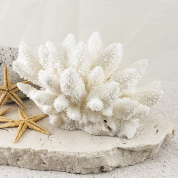 Exact Coral Specimens