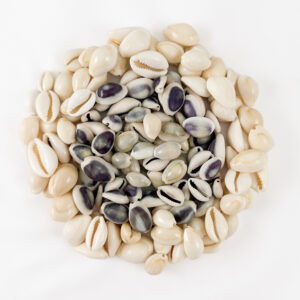 Cowrie Shells