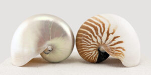 Pearled and Striped Nautilus Shells