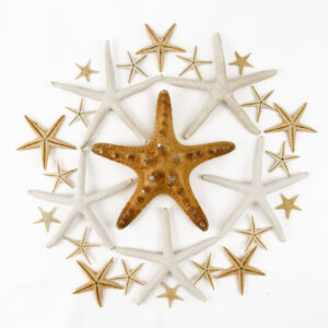 Starfish