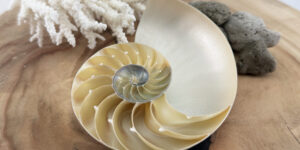 Nautilus Shells