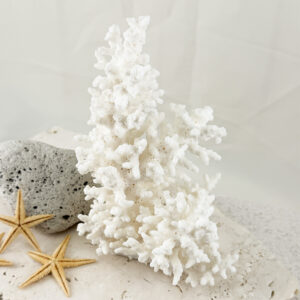 Acropora Bottlebrush coral