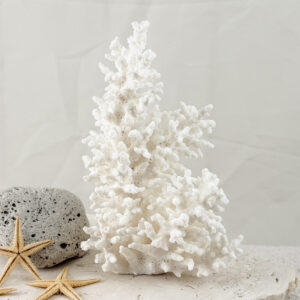 Acropora Bottlebrush coral