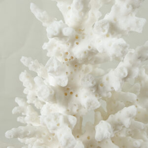 Acropora Bottlebrush coral