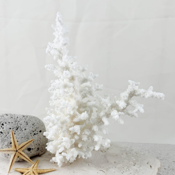 Acropora Bottlebrush coral