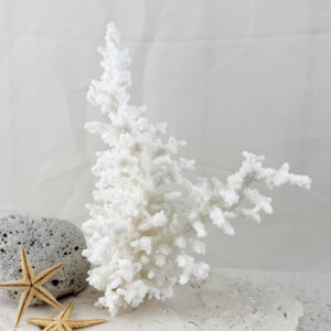 Acropora Bottlebrush coral