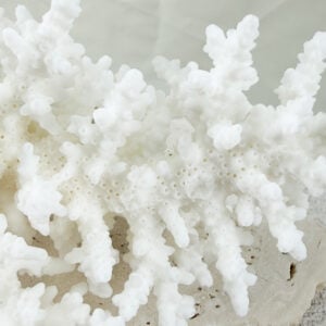 Acropora Bottlebrush coral