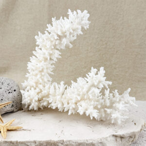 Acropora Bottlebrush coral