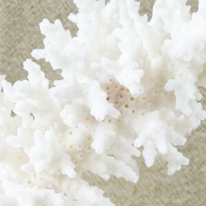 Acropora Bottlebrush coral