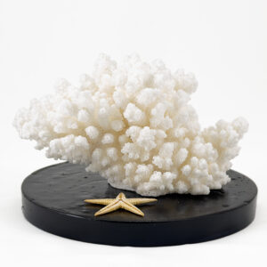 Acropora Finger Coral